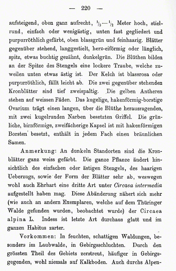 Schlechtendal, Hexenkraut
